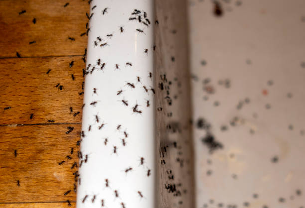 Pest Control for Restaurants in Geneva, NY